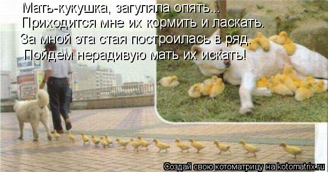 Котоматрица: Мать-кукушка, загуляла опять... Приходится мне их кормить и ласкать. За мной эта стая построилась в ряд. Пойдем нерадивую мать их искать!