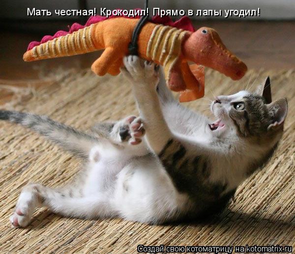 Котоматрица: Мать честная! Крокодил! Прямо в лапы угодил!