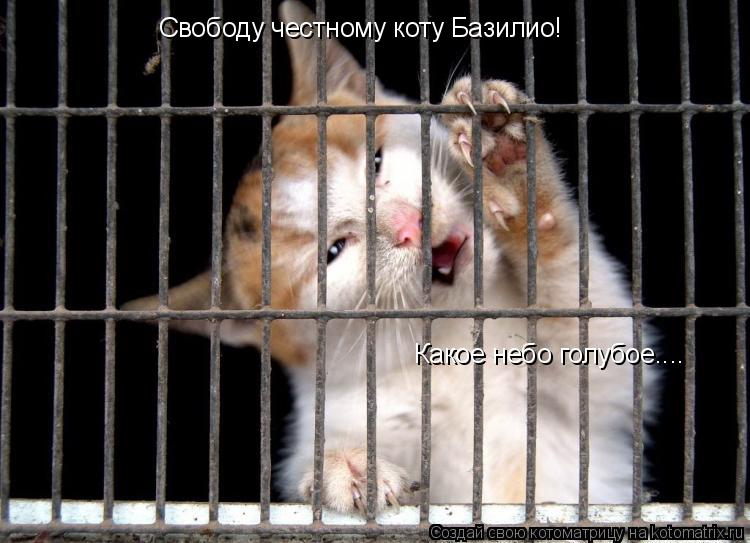 Котоматрица: Свободу честному коту Базилио! Какое небо голубое....