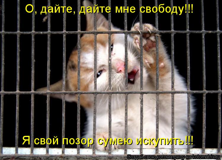 Котоматрица: О, дайте, дайте мне свободу!!! Я свой позор сумею искупить!!!