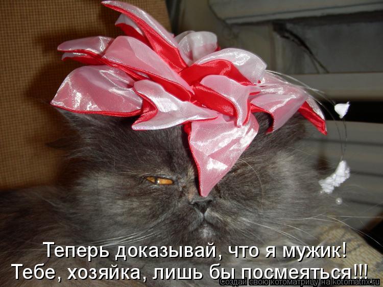 Котоматрица: Теперь доказывай, что я мужик! Тебе, хозяйка, лишь бы посмеяться!!!