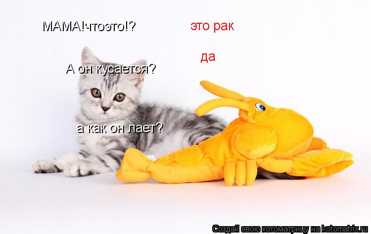 Котоматрица: МАМА!чтоэто!? это рак А он кусается? да а как он лает?