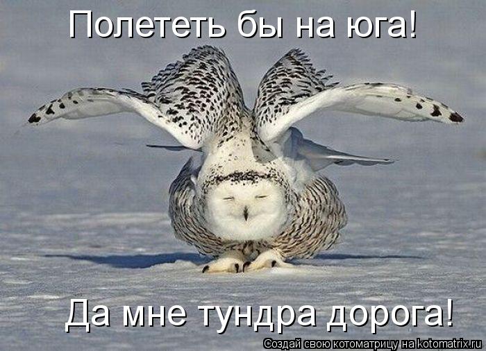 Котоматрица: Полететь бы на юга! Да мне тундра дорога!