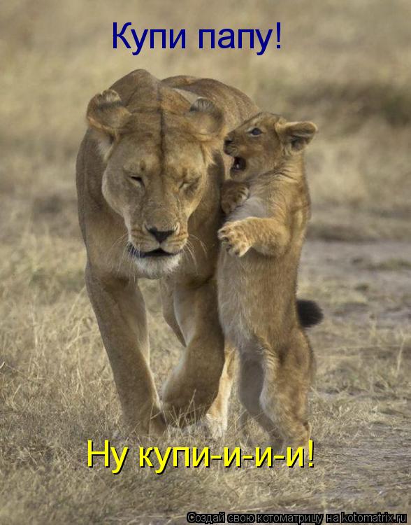 Котоматрица: Купи папу! Ну купи-и-и-и!