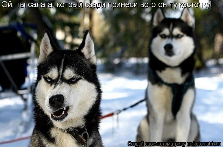 Котоматрица: Эй, ты салага, котрый сзади принеси во-о-он ту косточку!