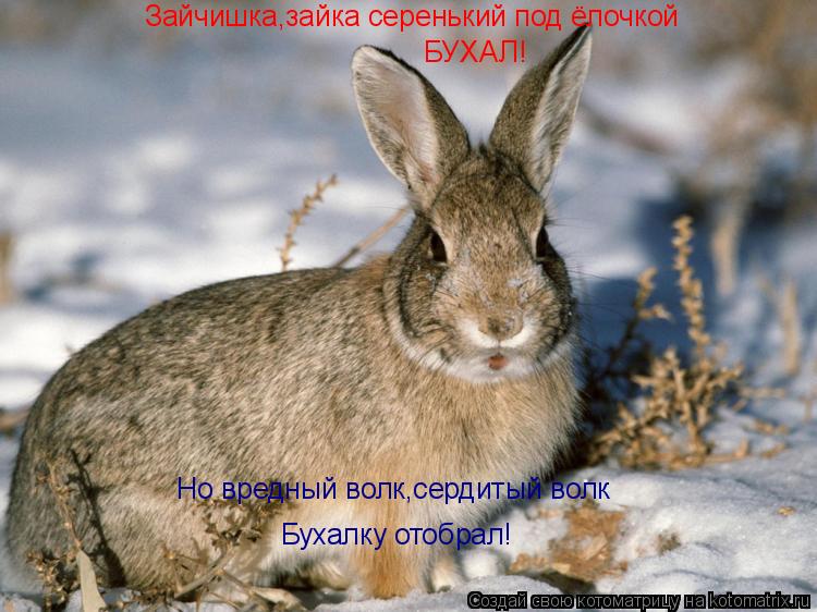 Котоматрица: Зайчишка,зайка серенький под ёлочкой БУХАЛ! Но вредный волк,сердитый волк Бухалку отобрал!