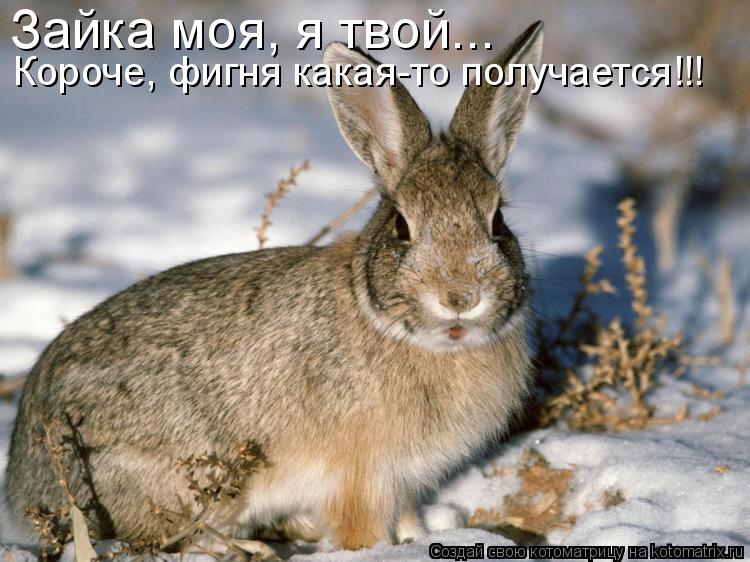 Котоматрица: Зайка моя, я твой... Короче, фигня какая-то получается!!!