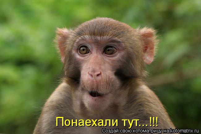Котоматрица: Понаехали тут...!!!