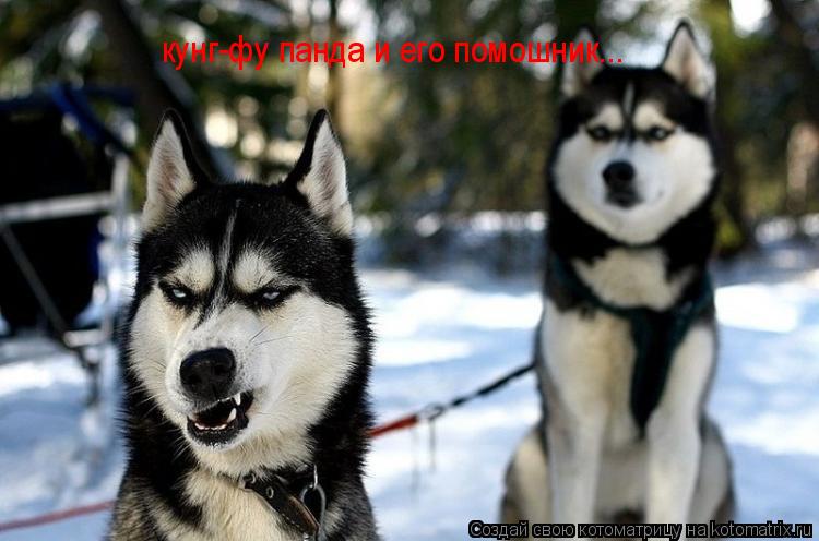 Котоматрица: кунг-фу панда и его помошник...