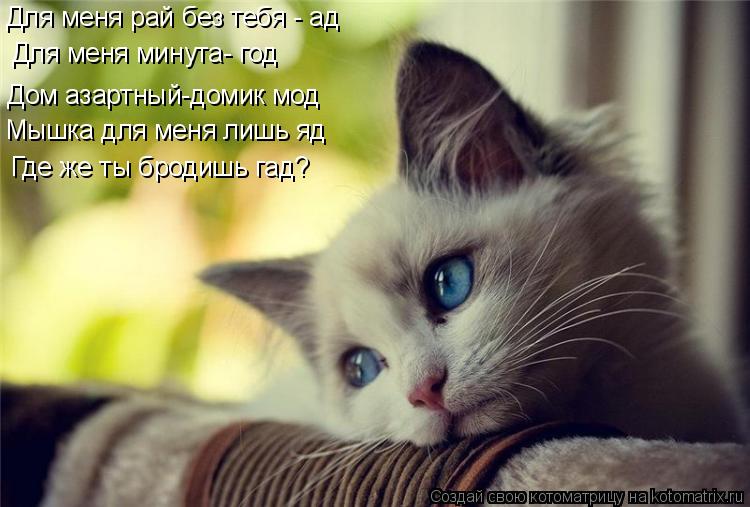 Котоматрица: Для меня рай без тебя - ад Для меня минута- год Дом азартный-домик мод Мышка для меня лишь яд Где же ты бродишь гад?