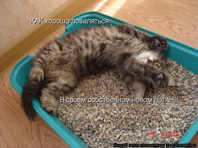 Котоматрица: КАК хорошо поваляться  В своём собственном новом лотке!!!