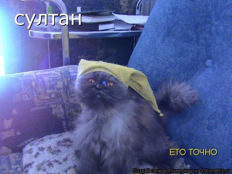 Котоматрица: султан ЕТО ТОЧНО