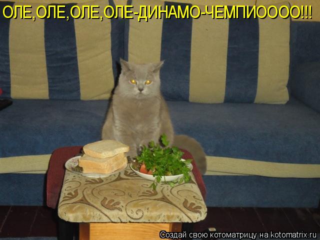 Котоматрица: ОЛЕ,ОЛЕ,ОЛЕ,ОЛЕ-ДИНАМО-ЧЕМПИОООО!!!