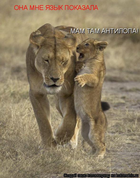 Котоматрица: МАМ ТАМ АНТИЛОПА! ОНА МНЕ ЯЗЫК ПОКАЗАЛА