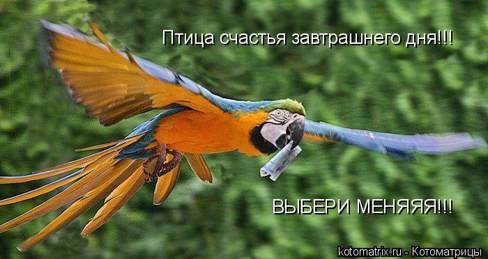 Котоматрица: Птица счастья завтрашнего дня!!! ВЫБЕРИ МЕНЯЯЯ!!!