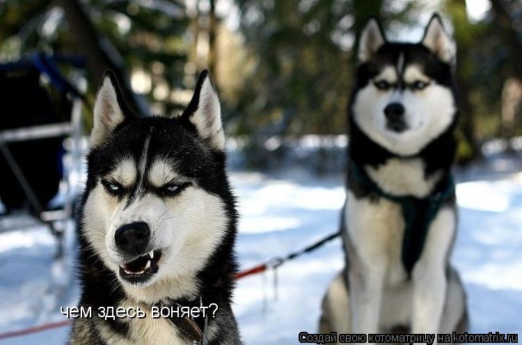 Котоматрица: чем здесь воняет?