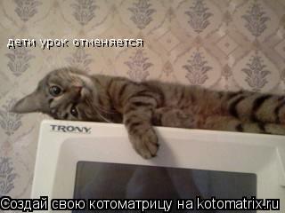 Котоматрица: дети урок отменяется