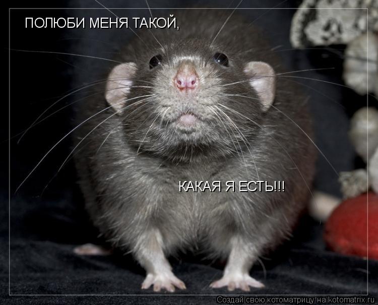 Котоматрица: ПОЛЮБИ МЕНЯ ТАКОЙ, КАКАЯ Я ЕСТЬ!!!
