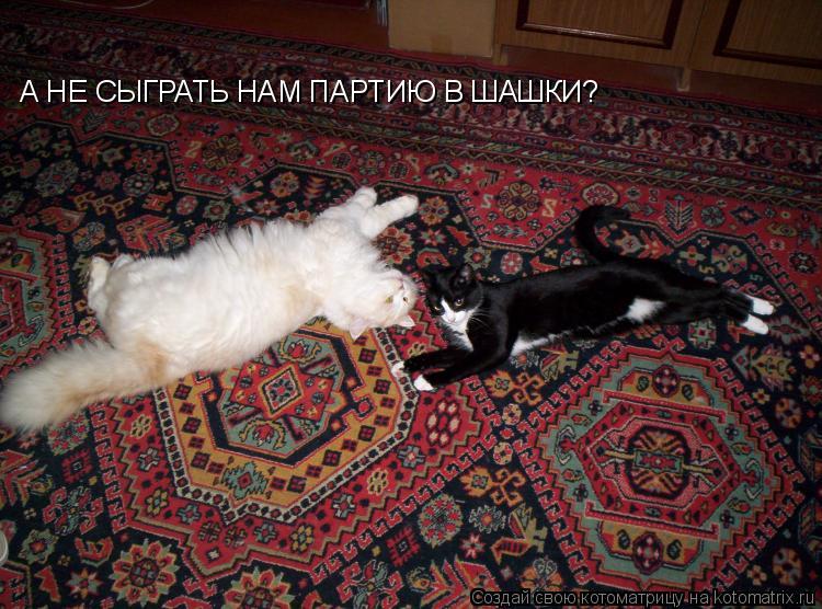 Котоматрица: А НЕ СЫГРАТЬ НАМ ПАРТИЮ В ШАШКИ?