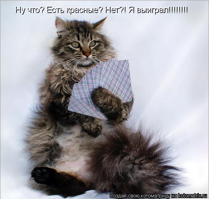 Котоматрица: Ну что? Есть красные? Нет?! Я выиграл!!!!!!!!