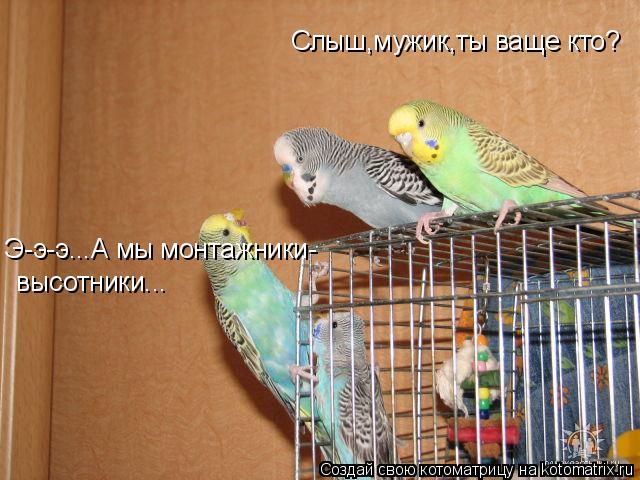Котоматрица: Слыш,мужик,ты ваще кто? Э-э-э...А мы монтажники- высотники...