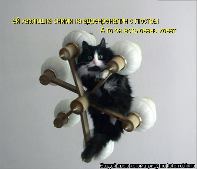 Котоматрица: ей хазяюшка сними ка адренреналин с люстры  А то он есть очень хочет