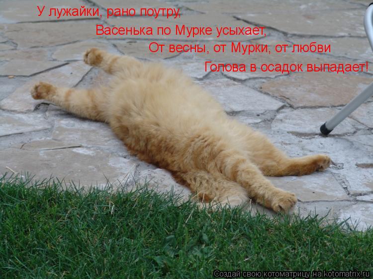 Котоматрица: У лужайки, рано поутру, Васенька по Мурке усыхает, От весны, от Мурки, от любви Голова в осадок выпадает!