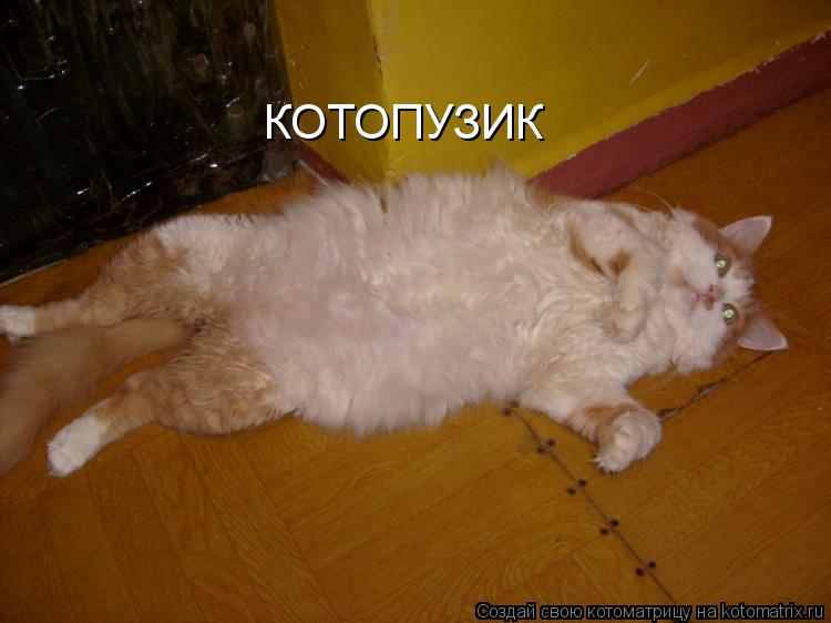 Котоматрица: КОТОПУЗИК
