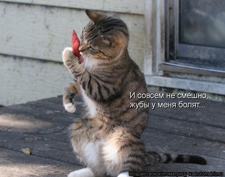 Котоматрица: И совсем не смешно, жубы у меня болят...