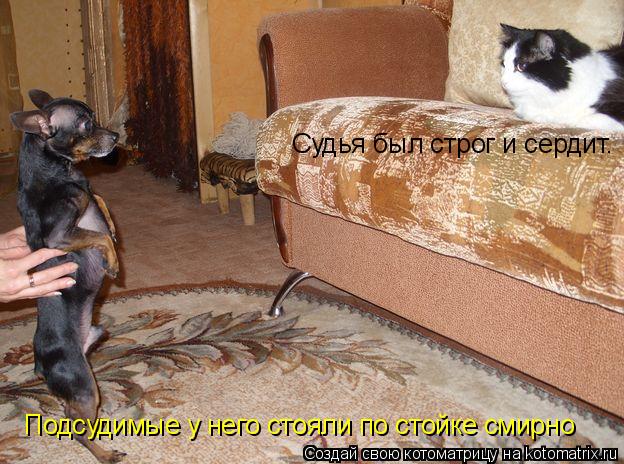 Котоматрица: Судья был строг и сердит. Подсудимые у него стояли по стойке смирно