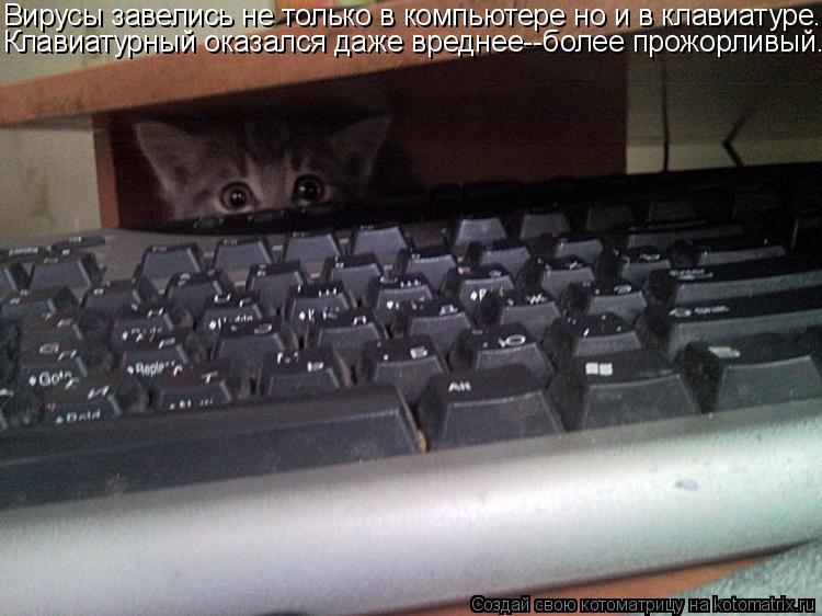 Котоматрица: Вирусы завелись не только в компьютере но и в клавиатуре. Клавиатурный оказался даже вреднее--более прожорливый...