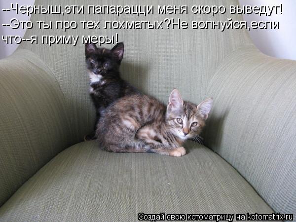 Котоматрица: --Черныш,эти папарацци меня скоро выведут! --Это ты про тех лохматых?Не волнуйся,если что--я приму меры!