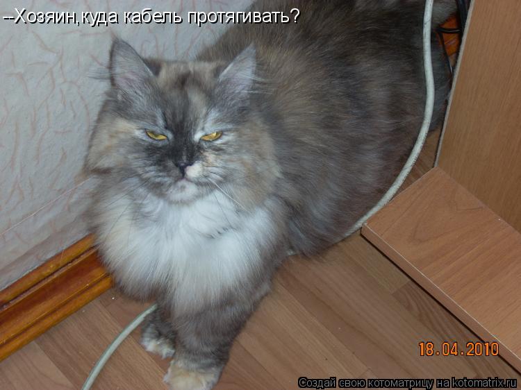 Котоматрица: --Хозяин,куда кабель протягивать?