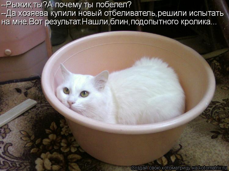 Котоматрица: --Рыжик,ты?А почему ты побелел? --Да хозяева купили новый отбеливатель,решили испытать на мне.Вот результат.Нашли,блин,подопытного кролика...