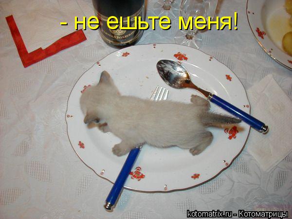 Котоматрица: - не ешьте меня!