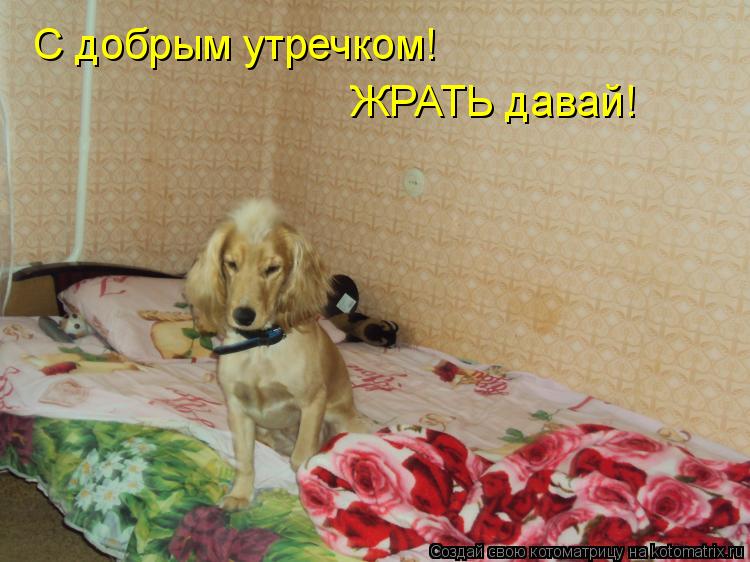 Котоматрица: С добрым утречком! ЖРАТЬ давай!
