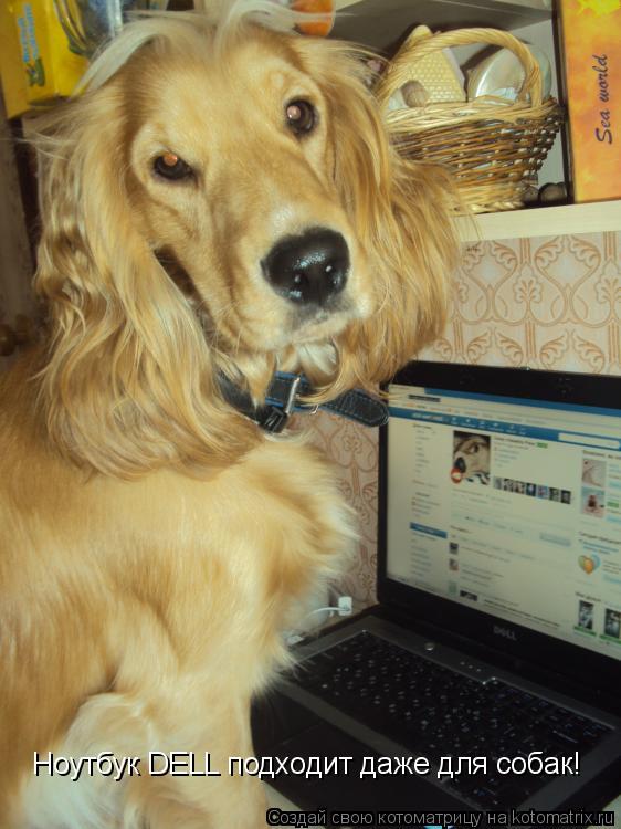 Котоматрица: Ноутбук DELL подходит даже для собак!