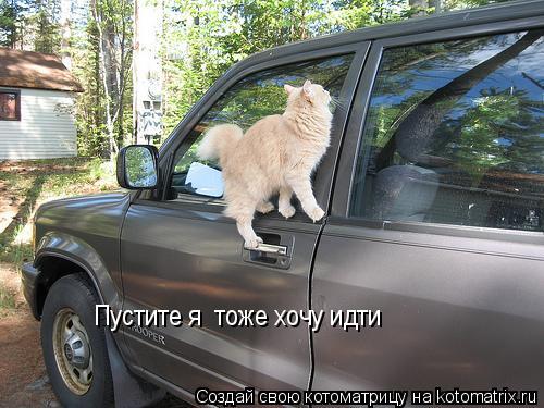 Котоматрица: Пустите я  тоже хочу идти