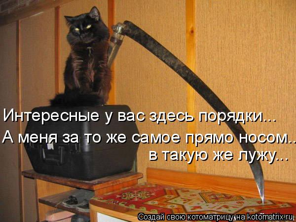 Котоматрица: в такую же лужу... Интересные у вас здесь порядки... А меня за то же самое прямо носом...