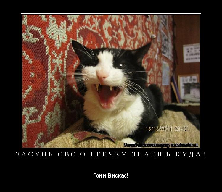 Котоматрица: Засунь свою гречку знаешь куда? Гони Вискас!