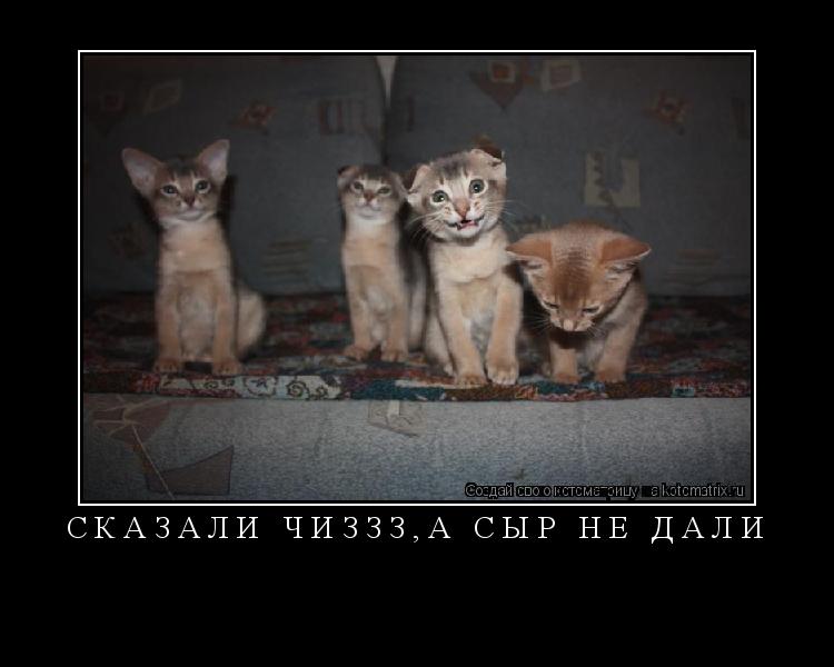 Сказали чиззз,а сыр не дали ... Котоматрица: Сказали чиззз,а сыр не дали