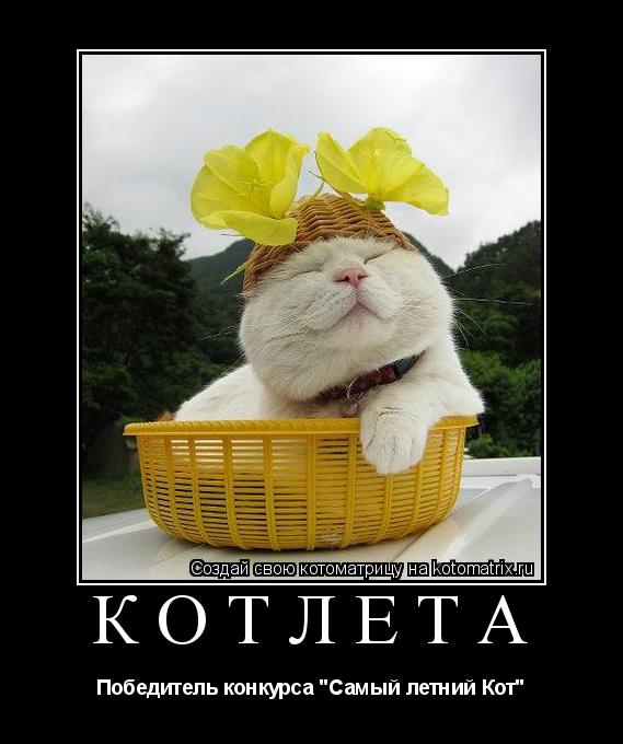 Котоматрица: Котлета Победитель конкурса "Самый летний Кот"
