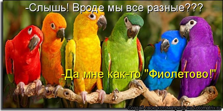 Котоматрица: -Слышь! Вроде мы все разные??? -Да мне как-то "Фиолетово!"