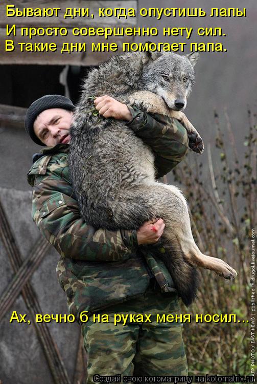 Бывают дни, когда опустишь лапы И просто совершенно нету сил. В такие дни мне помогает папа. Ах, веч... Котоматрица: Бывают дни, когда опустишь лапы И просто совершенно нету сил. В такие дни мне помогает папа. Ах, вечно б на руках меня носил...