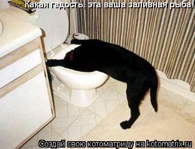 Котоматрица: Какая гадость, эта ваша заливная рыба!