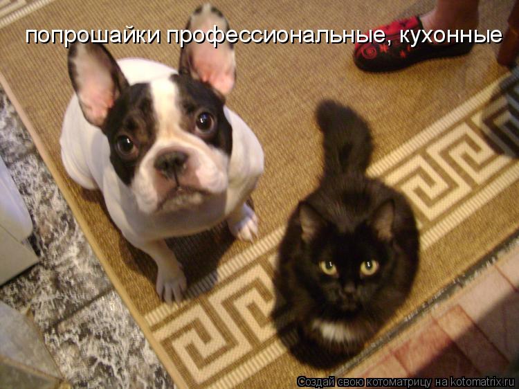 Котоматрица: попрошайки профессиональные, кухонные