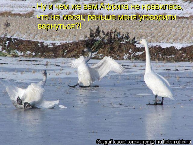 Котоматрица: - Ну и чем же вам Африка не нравилась, что на месяц раньше меня уговорили вернуться?!