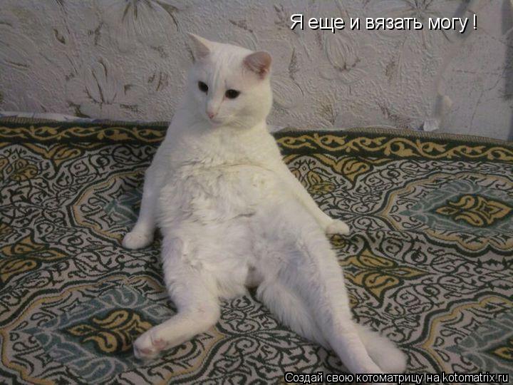 Котоматрица: Я еще и вязать могу !