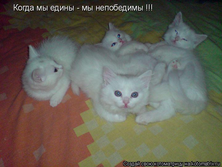 Котоматрица: Когда мы едины - мы непобедимы !!!