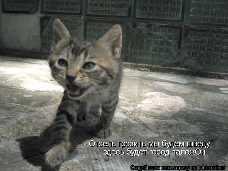 - Отсель грозить мы будем шведу здесь будет город заложОн... Котоматрица: - Отсель грозить мы будем шведу здесь будет город заложОн